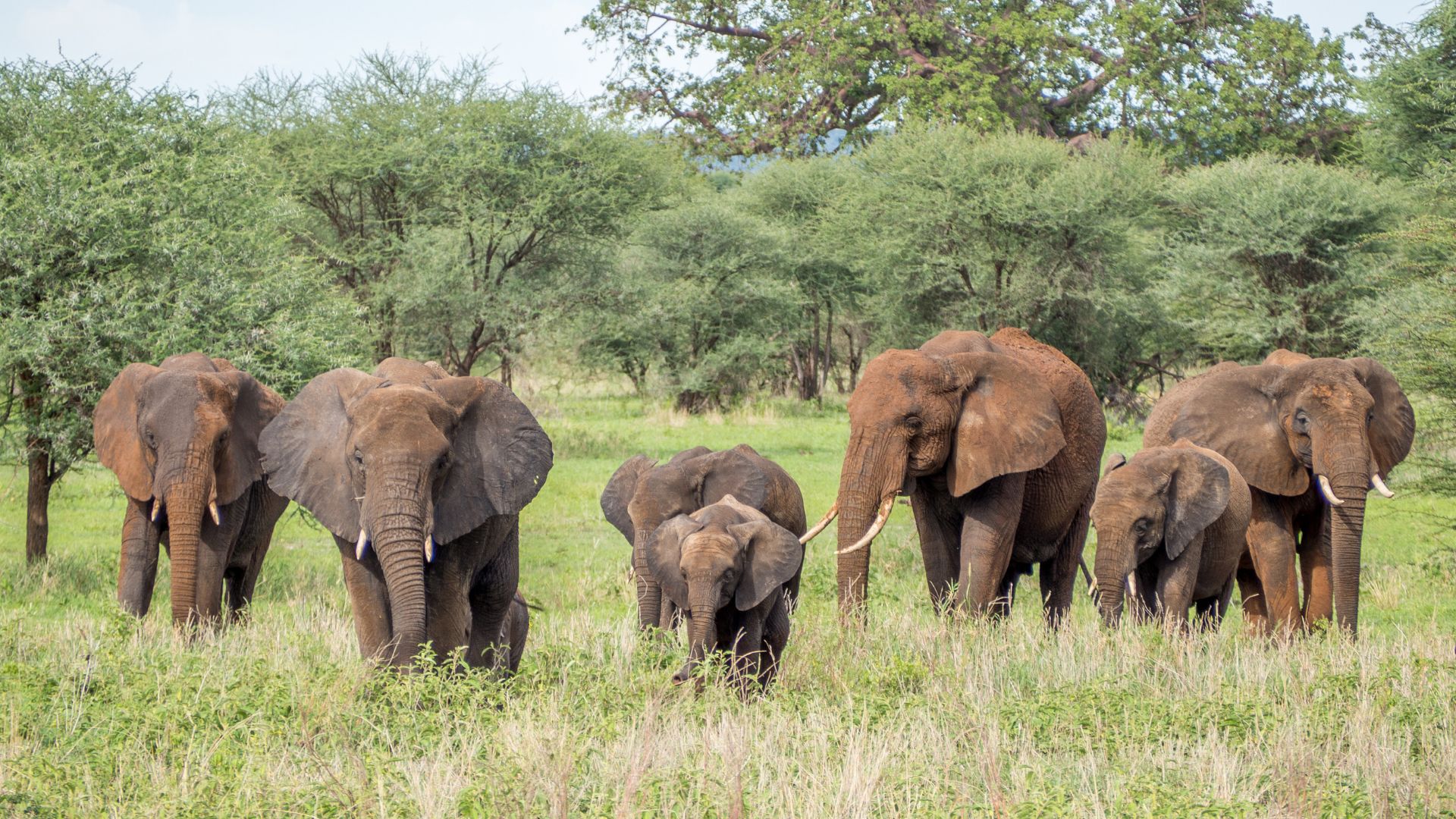 Tarangire National Park — Tanzania